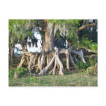Cypress Tree postcards