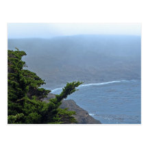Cypress Tree Postcard