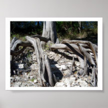 Cypress Tree Roots on the Suwannee River Posters