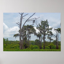 cypress tree swamp print
