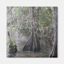 Cypress Trees Magnet