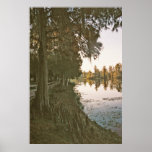 Cypress Trees on the River Posters