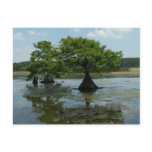 Cypress Trees Post Card