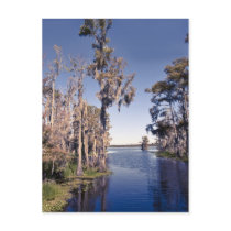 Cypress Trees Post Card