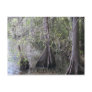 Cypress Trees Postcard