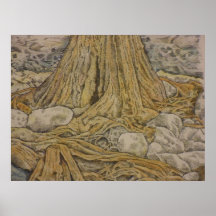 cypress trunk, hill country Texas Posters