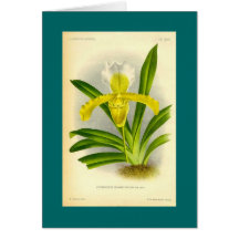 Cypripedium Insigne - Lady's Slipper Orchid Cards