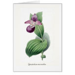 Cypripedium macranthos greeting card