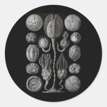 Cystoids Sticker