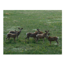 D0007 Mule Deer Postcard