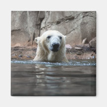 Da bear magnets