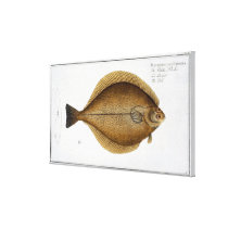 Dab (Pleuronectes Limanda) plate XLVI from 'Ichthy canvas prints