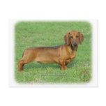 Dachshund 9J81D-03 Postcards
