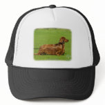 Dachshund 9R088D-082 Mesh Hat