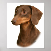 Dachshund 9Y420D-379 Print