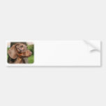 Dachshund 9Y426D-052 Bumper Stickers