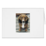 Dachshund Greeting Cards