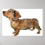 Dachshund Dapple Longcoat Pup Print