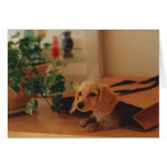 Dachshund Greeting Cards