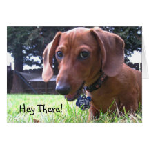 Dachshund Greetings Card