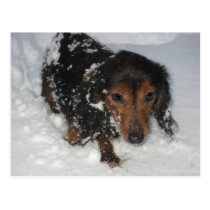 Dachshund in the Snow Postcard postcards
