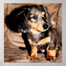 Dachshund Love Print