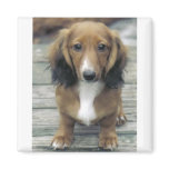 Dachshund Refrigerator Magnets