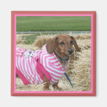 Dachshund magnet