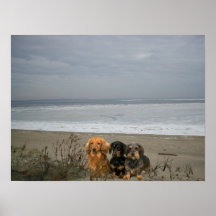 Dachshund On Beach Poster