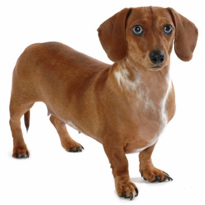 Dachshund Photo Cutout by babybarkers
