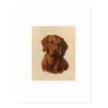 Dachshund Post Cards