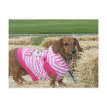 Dachshund Postcard