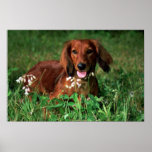 Dachshund Poster