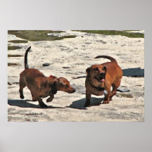 Dachshund Poster