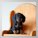 Dachshund pup print