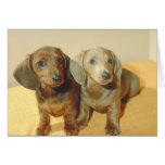Dachshund Puppies Greeting Cards