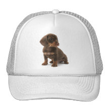 Dachshund Puppy Baseball Hat