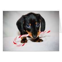 Dachshund puppy Christmas card