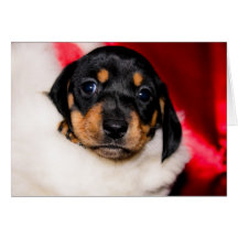 Dachshund puppy christmas card