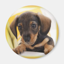 Dachshund-Puppy Magnet