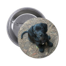 Dachshund puppy pinback button
