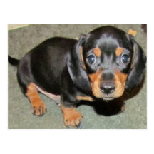 Dachshund puppy post card