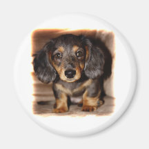 Dachshund Refrigerator Magnets