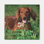 Dachshund Refrigerator Magnets