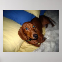 Dachshund Relaxing on Bed Posters