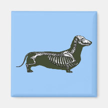 dachshund skeleton magnets