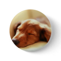 Dachshund sleeping