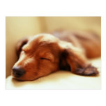 Dachshund sleeping post card