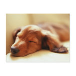 Dachshund sleeping post card