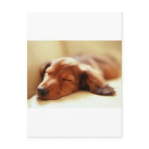 Dachshund sleeping postcard